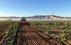 Beitragsbild zum Managementkommentar Juni 2024 - Anbau einer Kiribaum-Plantage von WeGrow